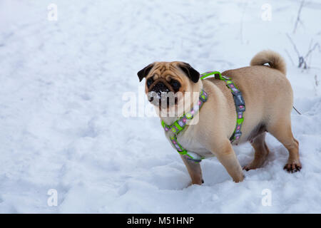 Hund Spaziergänge im Winter. Schöne Mops. Helle frostigen Wintertag in die Landschaft. Stockfoto