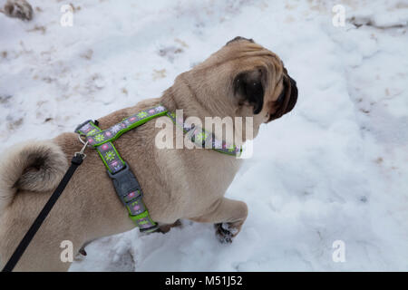 Hund Spaziergänge im Winter. Schöne Mops. Helle frostigen Wintertag in die Landschaft. Stockfoto