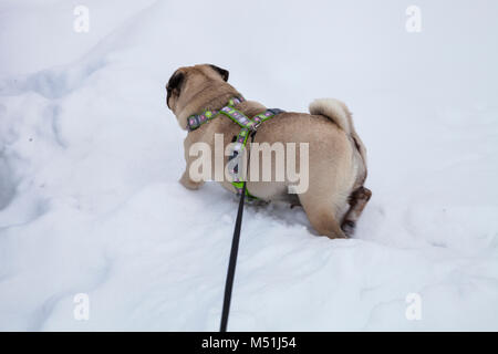 Hund Spaziergänge im Winter. Schöne Mops. Helle frostigen Wintertag in die Landschaft. Stockfoto