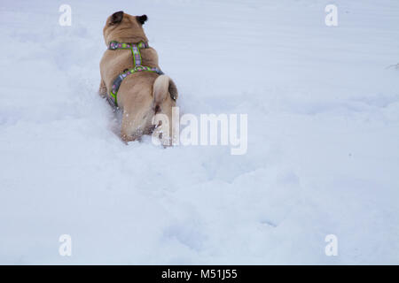 Hund Spaziergänge im Winter. Schöne Mops. Helle frostigen Wintertag in die Landschaft. Stockfoto