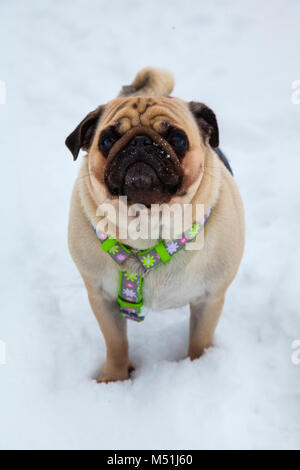 Hund Spaziergänge im Winter. Schöne Mops. Helle frostigen Wintertag in die Landschaft. Stockfoto