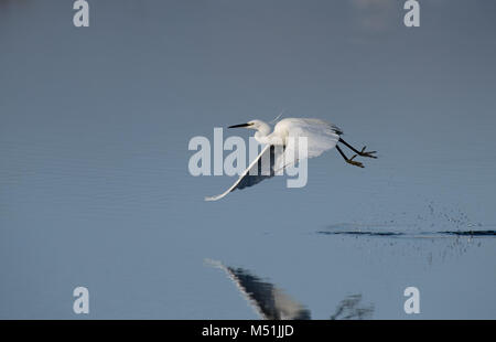 Seidenreiher, Egretta garzetta Flug dauert. Winter.. Großbritannien Stockfoto