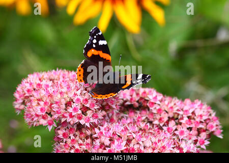 Red Admiral Schmetterling auf rosa Blüten Stockfoto