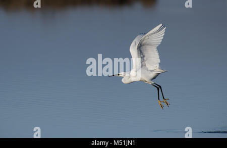 Seidenreiher, Egretta garzetta Flug dauert. Winter.. Großbritannien Stockfoto