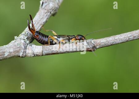 Gemeinsamen Europäischen earwig, Forficula auricularia Stockfoto