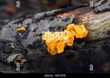 Tremella mesenterica, allgemeinen Namen gehören gelbe Gehirn, golden jelly Fungus, gelb Trembler, Hexen und "Butter Stockfoto