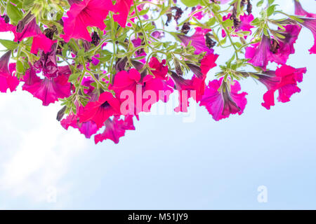 Ein Korb mit hängenden Blumen gießt Petunien von oben nach unten, als ob sie aus dem Himmel baumelt. Stockfoto