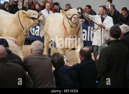 Charolais Bullen im Ring vor dem Verkauf an der Stirling Stier Sales bei Stirling landwirtschaftliches Zentrum. Der weltbekannte Auktionen wurden 1865 gegründet und sind ein integraler Bestandteil der landwirtschaftlichen Kalender. Stockfoto