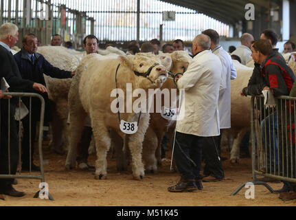 Charolais Bullen geben Sie den Ring an der Stirling Stier Sales bei Stirling landwirtschaftliches Zentrum. Der weltbekannte Auktionen wurden 1865 gegründet und sind ein integraler Bestandteil der landwirtschaftlichen Kalender. Stockfoto