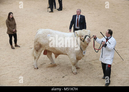 Charolais Bullen im Ring vor dem Verkauf an der Stirling Stier Sales bei Stirling landwirtschaftliches Zentrum. Der weltbekannte Auktionen wurden 1865 gegründet und sind ein integraler Bestandteil der landwirtschaftlichen Kalender. Stockfoto