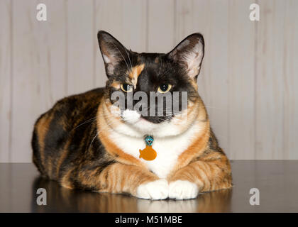 Calico Katze auf einem türkis Decke in Richtung Betrachter. Calico katzen sind katzen mit einem beschmutzt oder particolored Mantel, ist predominantl Stockfoto