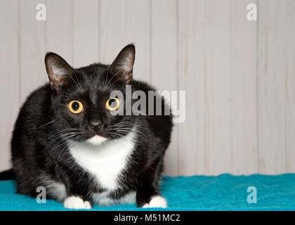 Eine schwarze und weiße tuxedo cat geduckt auf Türkis Decke im Viewer. Eine zweifarbige cat oder piebald Katze ist eine Katze mit weißem Pelz mit Fell kombiniert Stockfoto