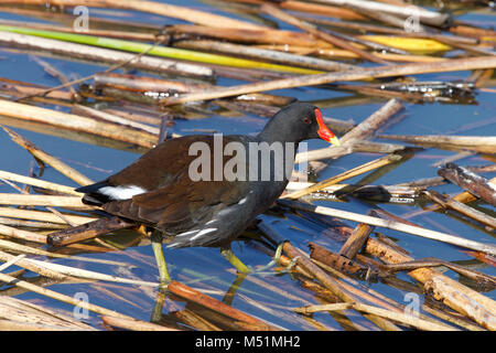 (Common gallinule Gallinula galeata), einen Vogel in der Familie der Indopazifischen Erdtauben Suche durch Schilf auf Wasser für Nahrung. Dieser Vogel kämpfen wird seine ter zu verteidigen. Stockfoto