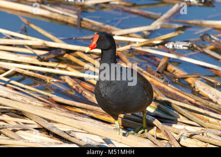 (Common gallinule Gallinula galeata), einen Vogel in der Familie der Indopazifischen Erdtauben Suche durch Schilf auf Wasser für Nahrung. Dieser Vogel kämpfen wird seine ter zu verteidigen. Stockfoto