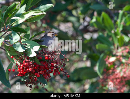 Weiße gekrönte Spatz Essen rote Beeren im Busch. Die weißen - gekrönte Spatz (Zonotrichia leucophrys) ist eine mittelgroße Sparrow native North Ameri Stockfoto