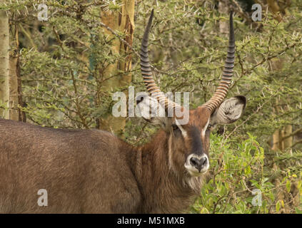 Defassa-Wasserbock Stockfoto