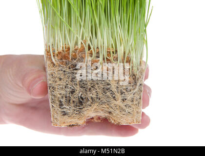 Weibliche Hand, die Weizen Gras intensiv Wurzel gebunden. Wie die Pflanzen in Containern Reife, ihre Entwicklung Wurzeln schließlich laufen aus der Raumfahrt. W Stockfoto