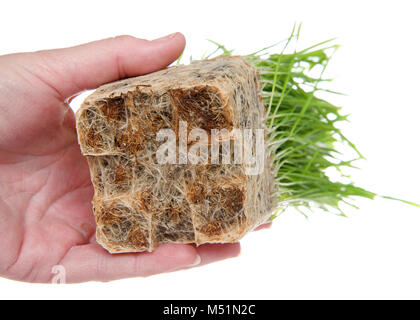 Weibliche Hand, die Weizen Gras intensiv Wurzel gebunden. Wie die Pflanzen in Containern Reife, ihre Entwicklung Wurzeln schließlich laufen aus der Raumfahrt. W Stockfoto