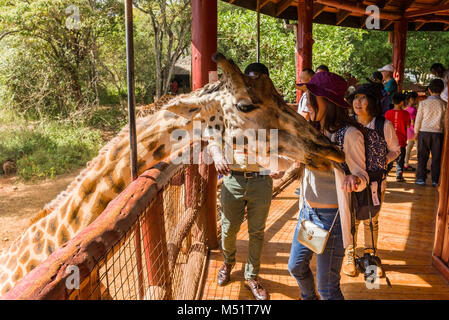 Touristen an der Giraffe Center mit Rothschild Giraffen, Nairobi, Kenia Stockfoto