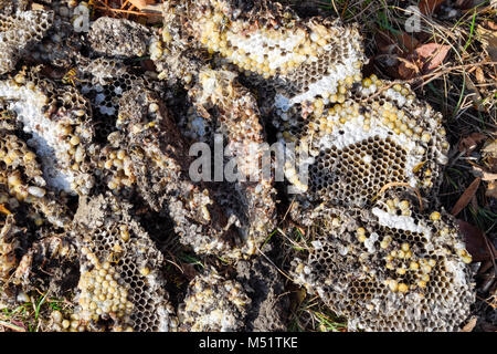 Die Hornet Nest zerstört. Auf der Oberfläche von einem Wespennest. Larven und Puppen von Wespen. Vespula vulgaris Stockfoto