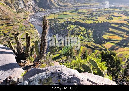 Blick auf den Colca Tal in Peru Stockfoto