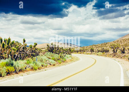 Cholla Cactus und Saguaros Kakteen in der Wüste von Arizona Landschaft. Stockfoto