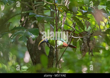 Emerald Toucanet im Wald in der Nähe von Monteverde, Costa Rica Stockfoto