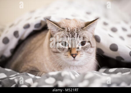 Cat Festlegung auf ein Bett unter der Bettdecke an Kamera suchen Stockfoto