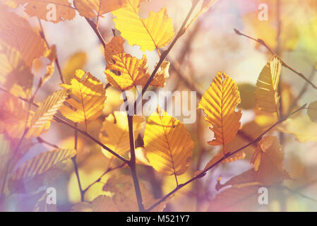 Blätter im Herbst Stockfoto