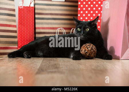 Porträt einer schwarzen Katze Pet liegen in der Nähe der roten einkaufen Säcke aus Papier Stockfoto