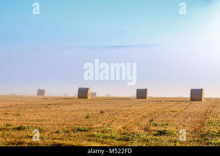 Rundballen auf einem Feld mit Nebel Stockfoto
