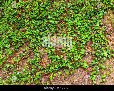 Efeu wächst auf dem Boden im Wald Stockfoto