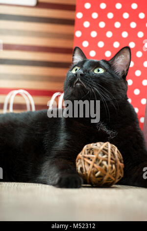 Porträt einer schwarzen Katze Pet liegen in der Nähe der roten einkaufen Säcke aus Papier Stockfoto