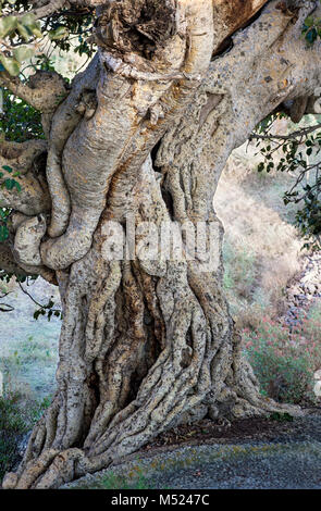 Baumstamm der Grossfrüchtiger Sycamore Feigenbaum (Ficus Sycomorus), Hawzien, Tigray, Äthiopien Stockfoto