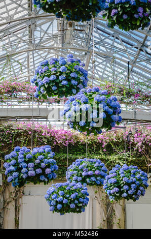 Blume Körbe gefüllt mit blauen Hortensien (Hydrangea macrophylla) hängen von der gläsernen Decke in Ost Konservatorium in Longwood Gardens, eine Amerikanische botan Stockfoto