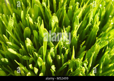 Grüne Gras mit Tau. Ansicht von oben Stockfoto