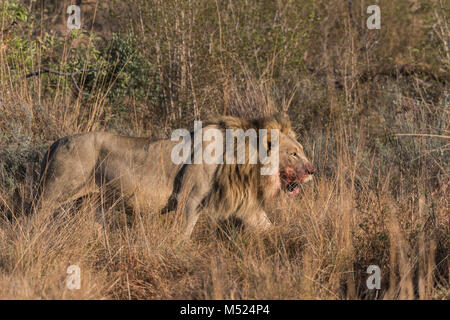 Löwe (Panthera leo), männlich mit Blut auf seinem Mund durch Buschland laufen, Welgevonden Private Game Reserve Waterberge, Limpopo Stockfoto