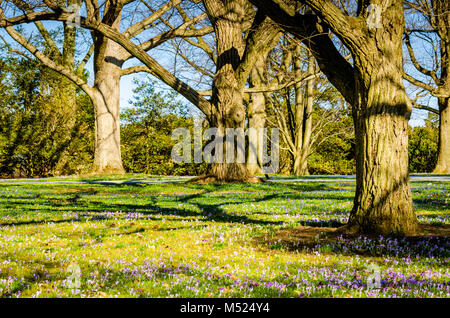 Bereich der violette Krokusse (Crocus sativus) Blumen, Frühling Blüten, unter Eichen in Longwood Gardens, eine Amerikanische botanischen Garten in Kennett Stockfoto