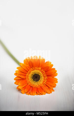 Orange Gerber Daisy Festlegung auf weissem Holztisch Stockfoto