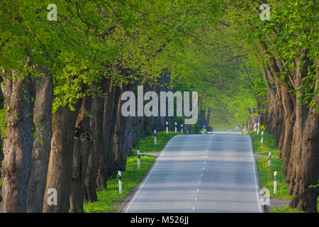 Silber Silber / linden Linden (Tilia tomentosa) grenzt an Avenue im Sommer Stockfoto