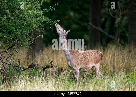 Red Deer (Cervus elaphus) Hind/weiblich Nibbeln an Blättern Strauch im Wald Stockfoto