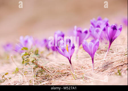 Gruppe von Crocus Blume im Gras Stockfoto