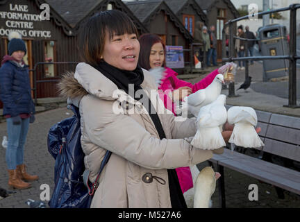 Japanische Touristen Fütterung Vögel Bowness on Windermere Cumbria GROSSBRITANNIEN Stockfoto