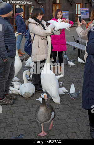 Japanische Touristen Fütterung Vögel Bowness on Windermere Cumbria GROSSBRITANNIEN Stockfoto