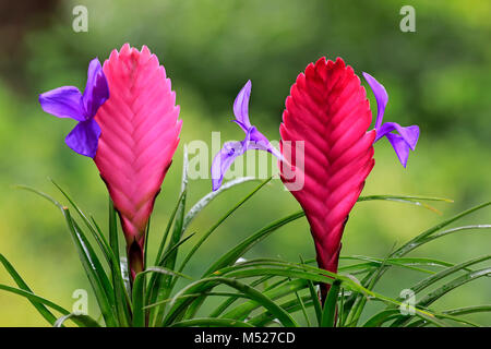 Blau tillandsia (tillandsia cyanea), Blüte Stockfoto