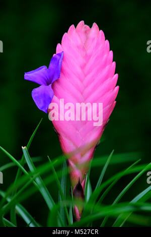 Blau tillandsia (tillandsia cyanea), Blüte Stockfoto