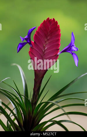 Blau tillandsia (tillandsia cyanea), Blüte Stockfoto