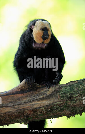 White-faced Saki (Pithecia pithecia), Erwachsener, Mann, sitzen auf den Zweig, Captive Stockfoto