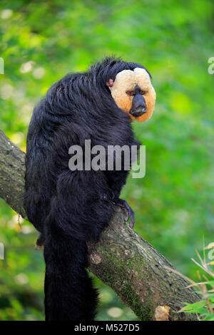 White-faced Saki (Pithecia pithecia), Erwachsener, Mann, sitzen auf den Zweig, Captive Stockfoto