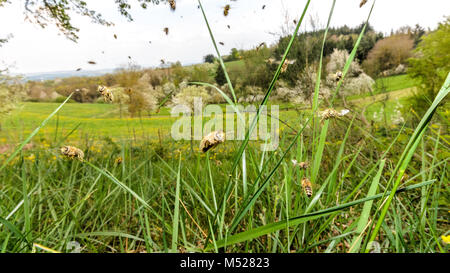 Fliegen, Bienen im Frühling Stockfoto